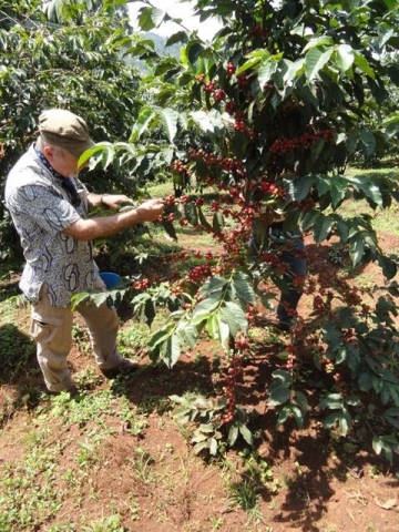 Kaffeeernte Uganda
