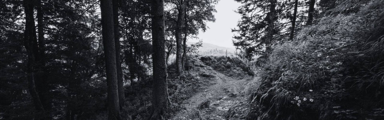 Wald am Belchen