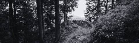 Wald am Belchen