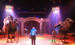 Manuel Frank Kamele Circus Montana