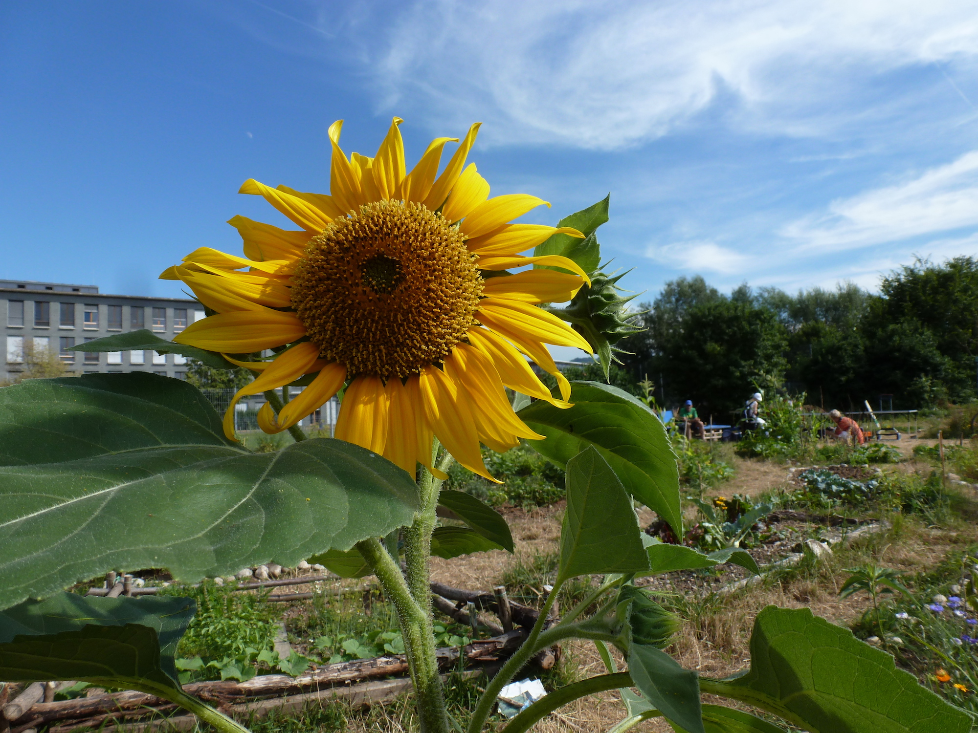 Regiotreffen Gemeinschaftsgärten 2020 Freiburg