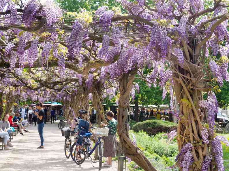 KalenderFreiburg2022Glyzinie