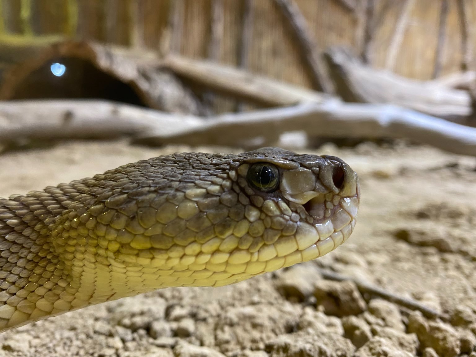 Museum Natur und Mensch tierisch giftig Foto IOG 13