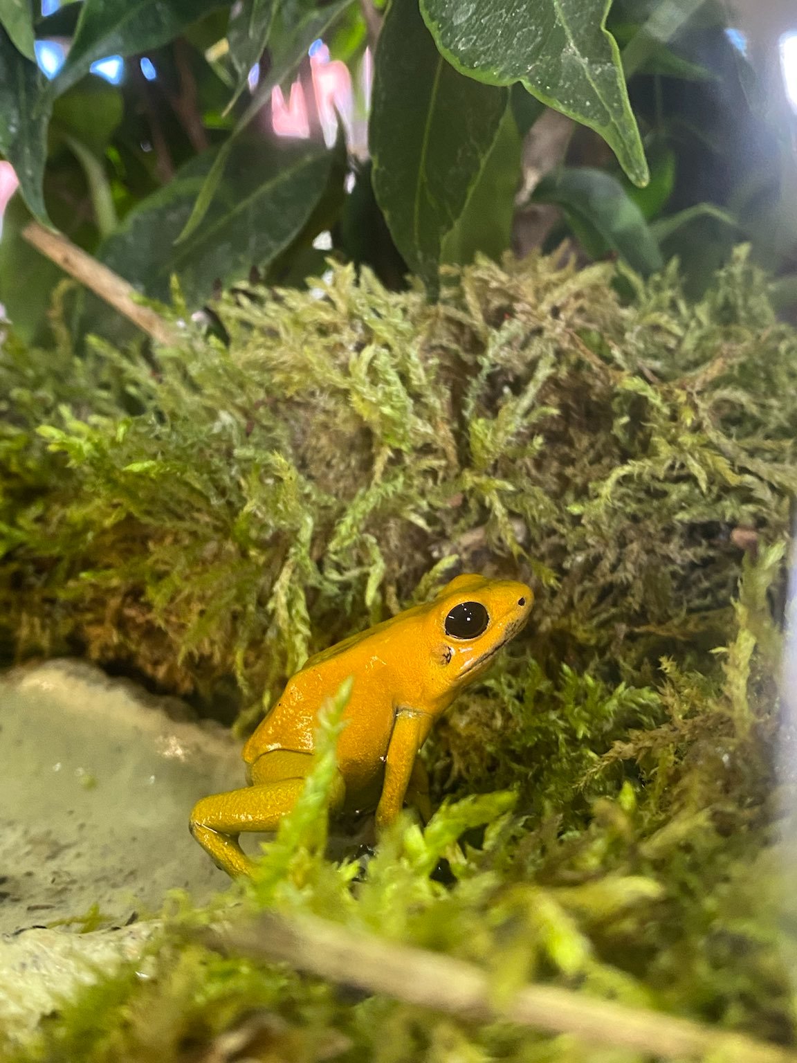 Museum Natur und Mensch tierisch giftig Foto IOG 2