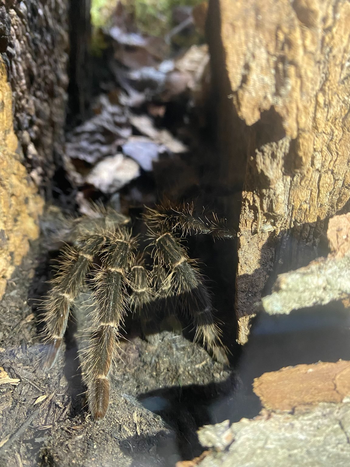 Museum Natur und Mensch tierisch giftig Foto IOG 4