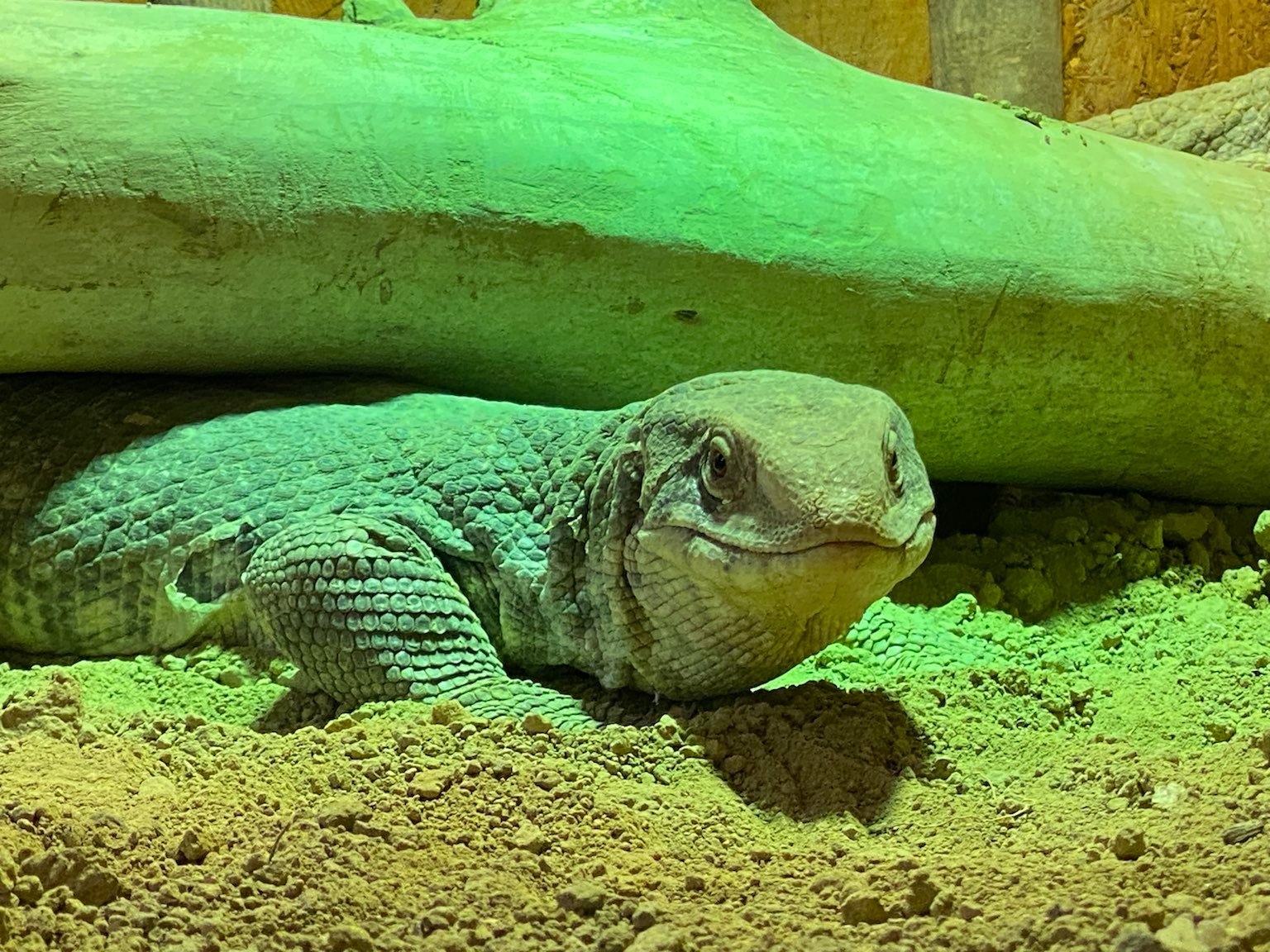 Museum Natur und Mensch tierisch giftig Foto IOG 5