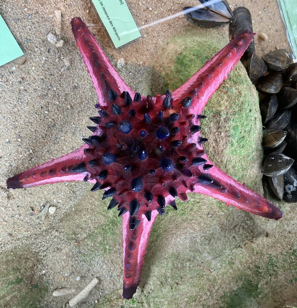 Museum Natur und Mensch tierisch giftig Foto IOG 6