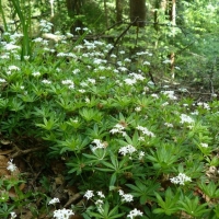 Wild- und Heilpflanzen vor der Haustür