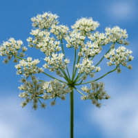 Wilde Pflanze des Monats