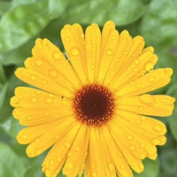 Gartentreff im Frühjahr - Sonntagsöffnung