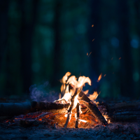 Die Nacht der Umwelt - Gruselgeschichten asu dem Tierreich