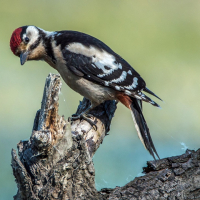 AVES Exkursion - Vogelstimmen im Naturschutzgebiet Rieselfeld