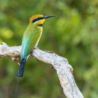 AVES Winterexkursion - Weinbergsbrachen, Steilwände und Obstwiesen