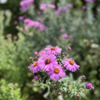 Auftakt Freiburg blüht auf 