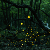 Leuchtkäfer-Exkursion Freiburg Brühl