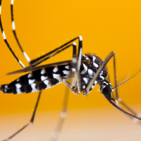 Tiger oder Mücke? Ein Infoabend zur Tigermücke mit Dr. Johanna Klein von der Uniklinik Freiburg