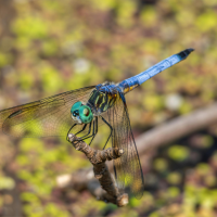 Libellen- und Tagfalter-Exkursion