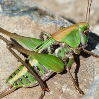 Warzenbeißer Exkursion