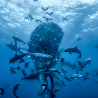 Ocean - With David Attenborough