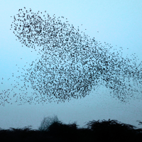 AVES Exkursion: Stare im Herbst