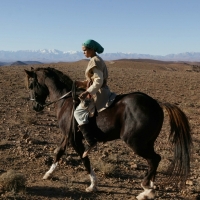 Zaïna – Königin der Pferde