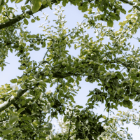 Tag der Regionen - mit Apfelverkostung und Apfelsaft pressen