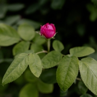 Gartenberatung im Herbst