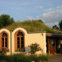 Wildpflanze des Monats