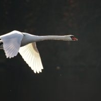 AVES Winterexkursionen