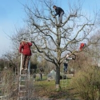 Schnittkurs Obstgehölze