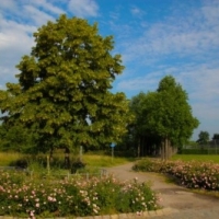 Baum Excursion am Seepark
