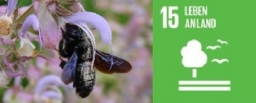 holzbiene_oekostation_sdg_15_830461156
