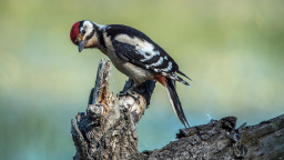 luboshouska-spotted-woodpecker-1472139_1280